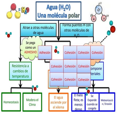 Propiedades del agua. Organizador gráfico animado