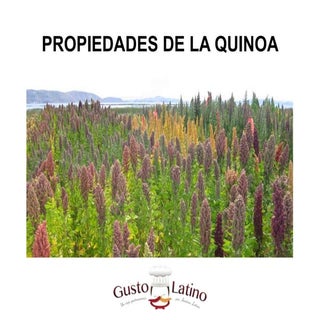 Propiedades de la quinoa, alimento ...