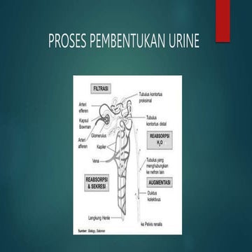 PROSES PEMBENTUKAN URINE.pptx