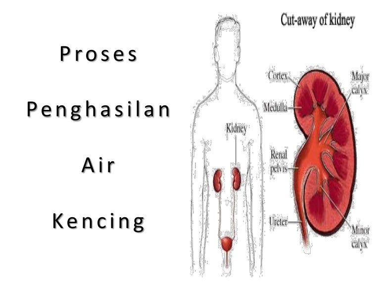 Proses Penghasilan Air Kencing