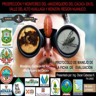 Prospeccion de mazorquero del cacao...