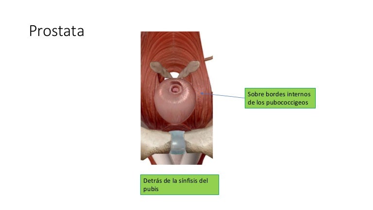 próstata anatomía slideshare