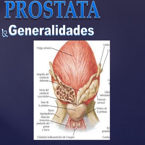 Prostata Anatomía | PPT