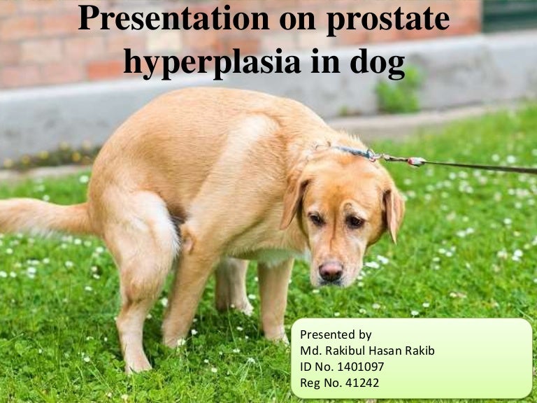 benign prostatic hyperplasia dog vin