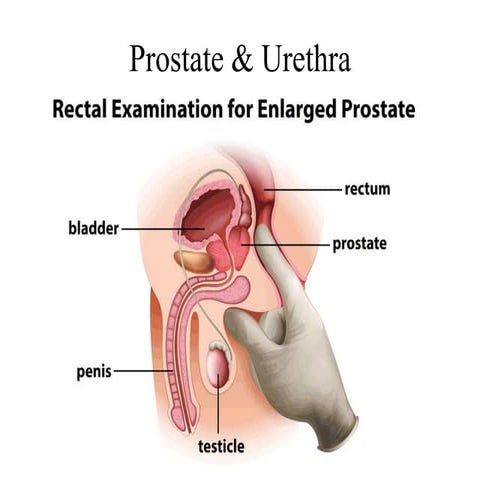 Prostate and urethra
