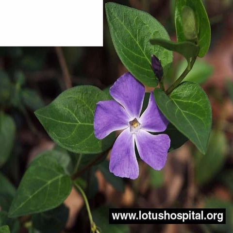 Prosthesis and fixation device