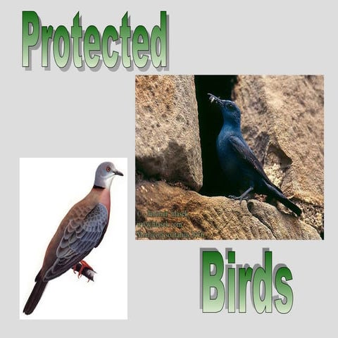 Birds of prey vultures 3 | PPTX