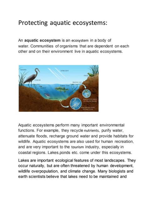Benthos - types and their role in ecosystem | PPT