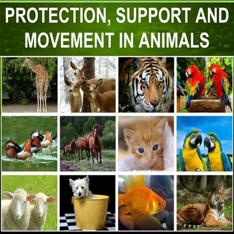 Protection, support and movement in animals 