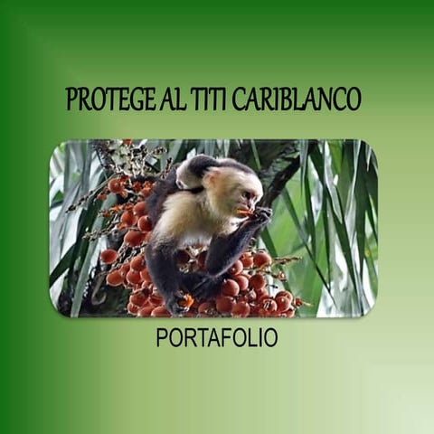 Protege al titi cariblanco
