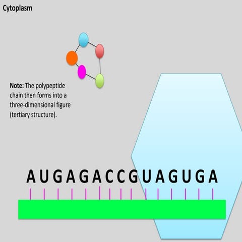 Protein.synthesis.flipbook