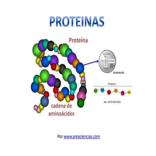 Proteinas