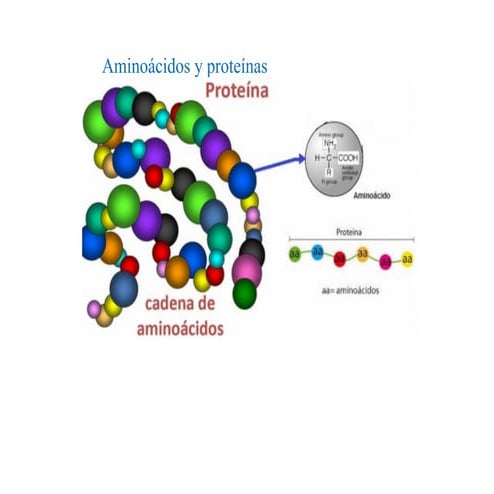 Proteinas y Aminoacidos procesos biológicos