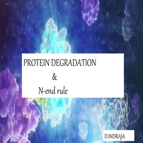 Protein degradation(molecular biology)