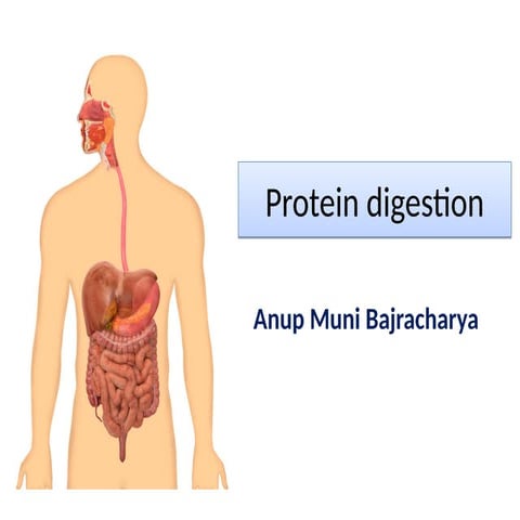 Protein digestion in human body | PDF