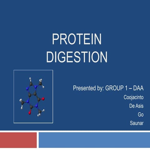 Protein digestion