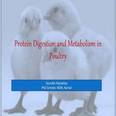 Protein digestion and metabolism in poultry