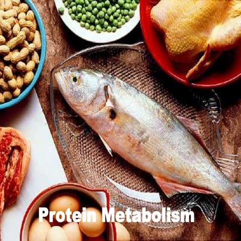 Protein Metabolism.pptx