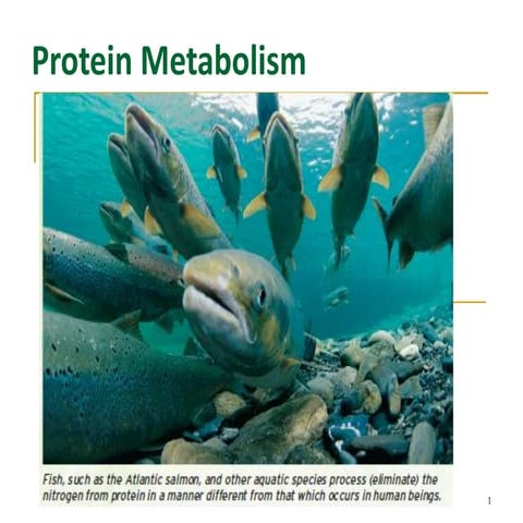 Protein Metabolism.pdf