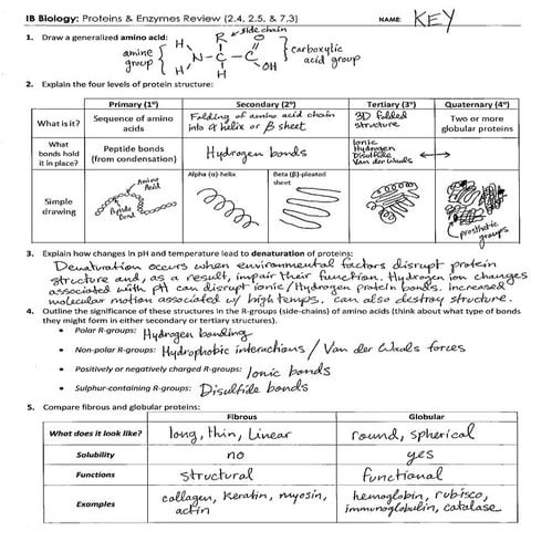 IB Proteins & Enzymes Review Key (2.4-2.5-7.3)