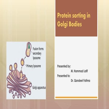 Protein sorting in golgi bodies