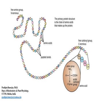 Protein Secondary Structure, Ramachandran Plot, Molecular Docking, Pharmacoph...