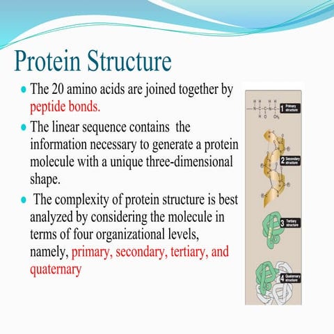 Protein Structure and classification.pptx
