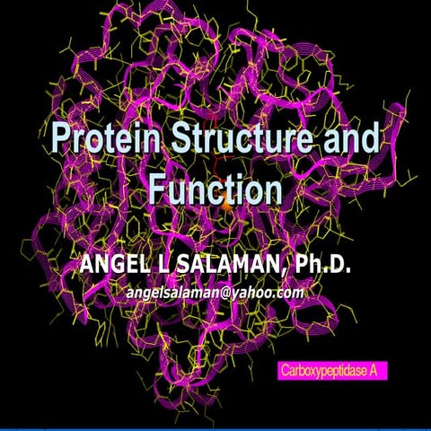 Protein Structure and Function