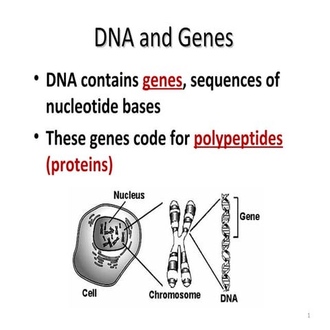 Protein synthesis