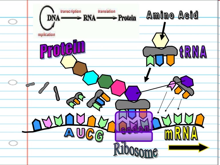Proteins Syntheis Lesson PowerPoint, DNA, RNA, Ribosomes, Transcripti…