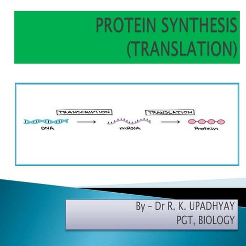 Protein synthesis, translation