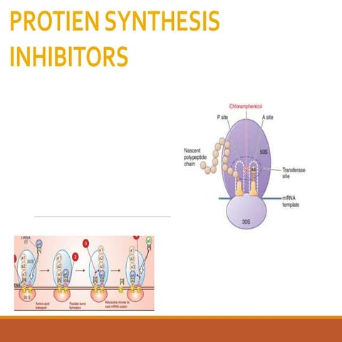 3. ANTIBIOTIC (PROTEIN SYNTHESIS INHIBITORS) | PPT