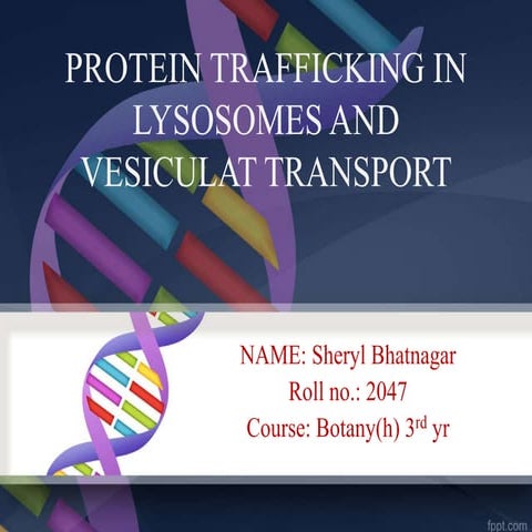 Protein trafficking in lysosomes