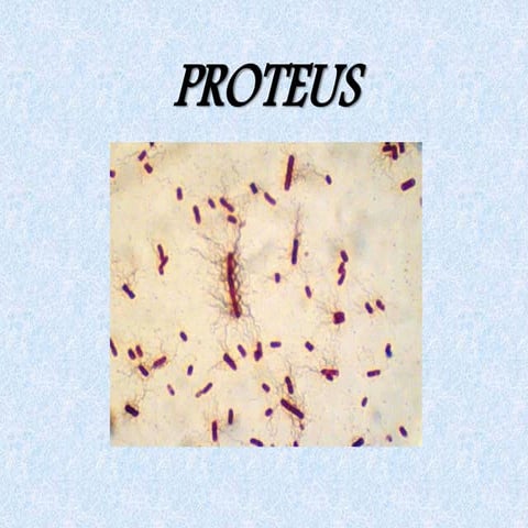 Proteus