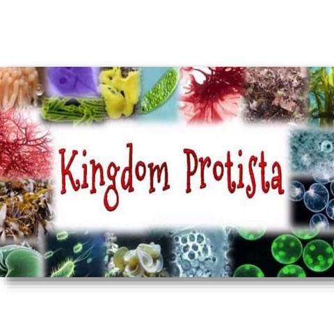 Protista