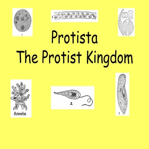 Protista Kingdom