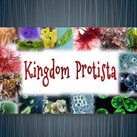 Kingdom Protista