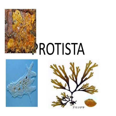 PROTISTA new.ppt