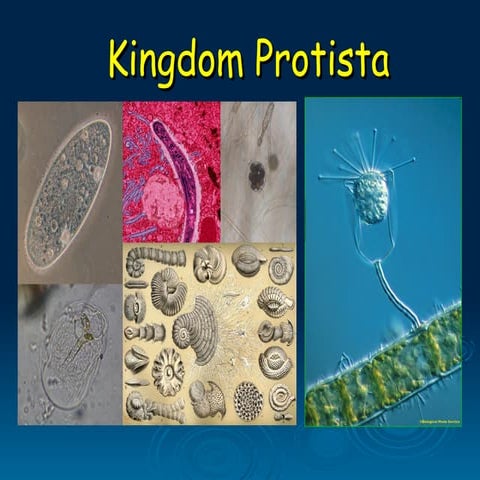 PROTISTA PPPPPPPPPPPPPPPPPPPCC revised.ppt