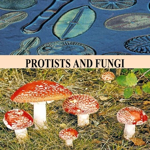 Protist & Fungi