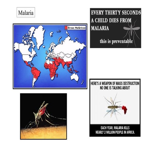 Protists   malaria