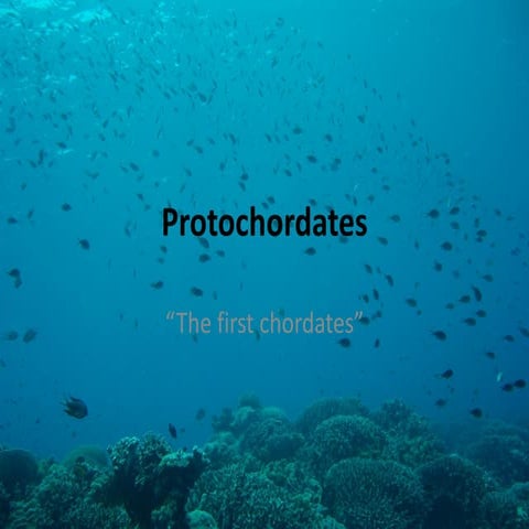 Protochordates