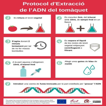 Protocol d'Extracció de l’ADN del tomàquet