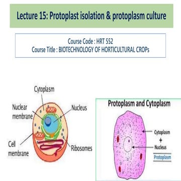 Protoplast culture