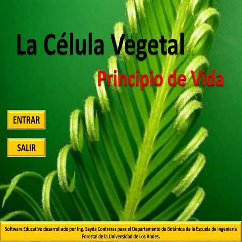 Prototipo célula vegetal