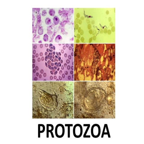 Protozoa