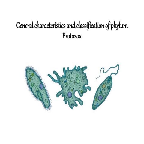 General characteristics and classification of phylum Protozoa