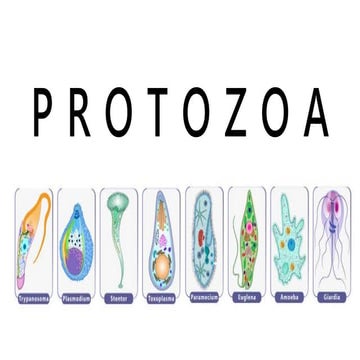PROTOZOA PROTOZOA PROTOZOA PROTOZOA PROTOZOA