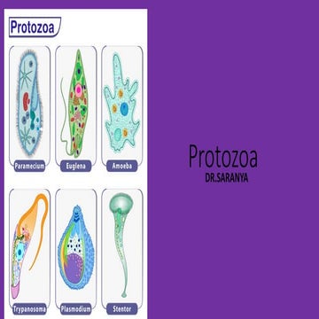 Protozoa characteristics CLASS 8 with examples.pptx