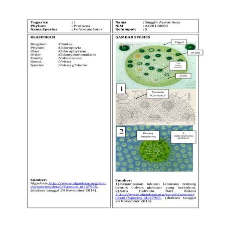 Protozoa  volvox globator